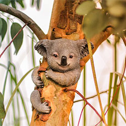 Koala B