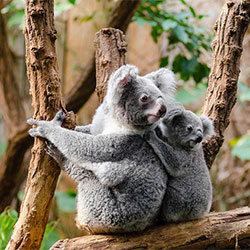 Koala E