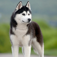 Alaskan Husky
