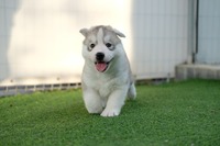 Siberian Husky