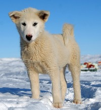 Greenland