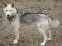Seppala Siberian Sled Dog